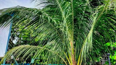 Beberapa manfaat daun kelapa untuk kesehatan dan bagaimana daun kelapa berkontribusi terhadap kesejahteraan secara keseluruhan.