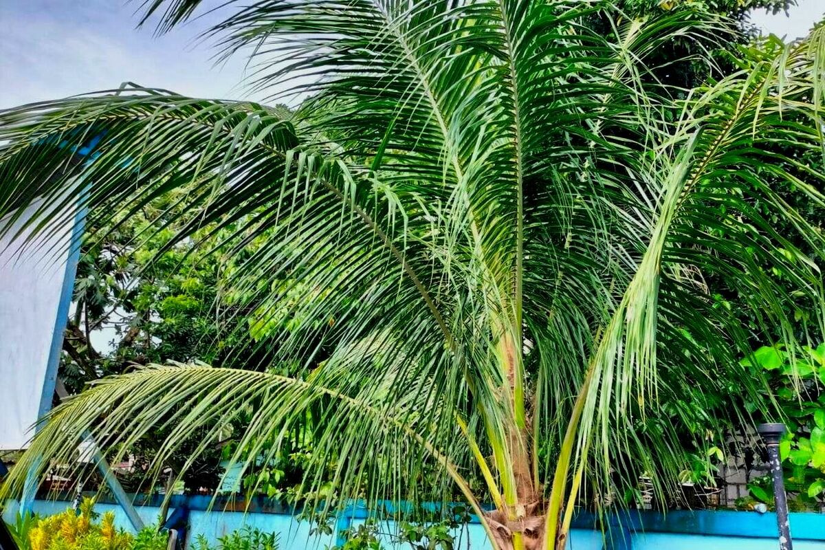 Beberapa manfaat daun kelapa untuk kesehatan dan bagaimana daun kelapa berkontribusi terhadap kesejahteraan secara keseluruhan.