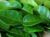 Beberapa manfaat daun jeruk purut yang membuat daun jeruk purut menjadi bahan penting dalam banyak resep makanan.