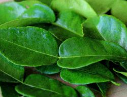 Beberapa manfaat daun jeruk purut yang membuat daun jeruk purut menjadi bahan penting dalam banyak resep makanan.
