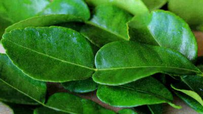 Beberapa manfaat daun jeruk purut yang membuat daun jeruk purut menjadi bahan penting dalam banyak resep makanan.