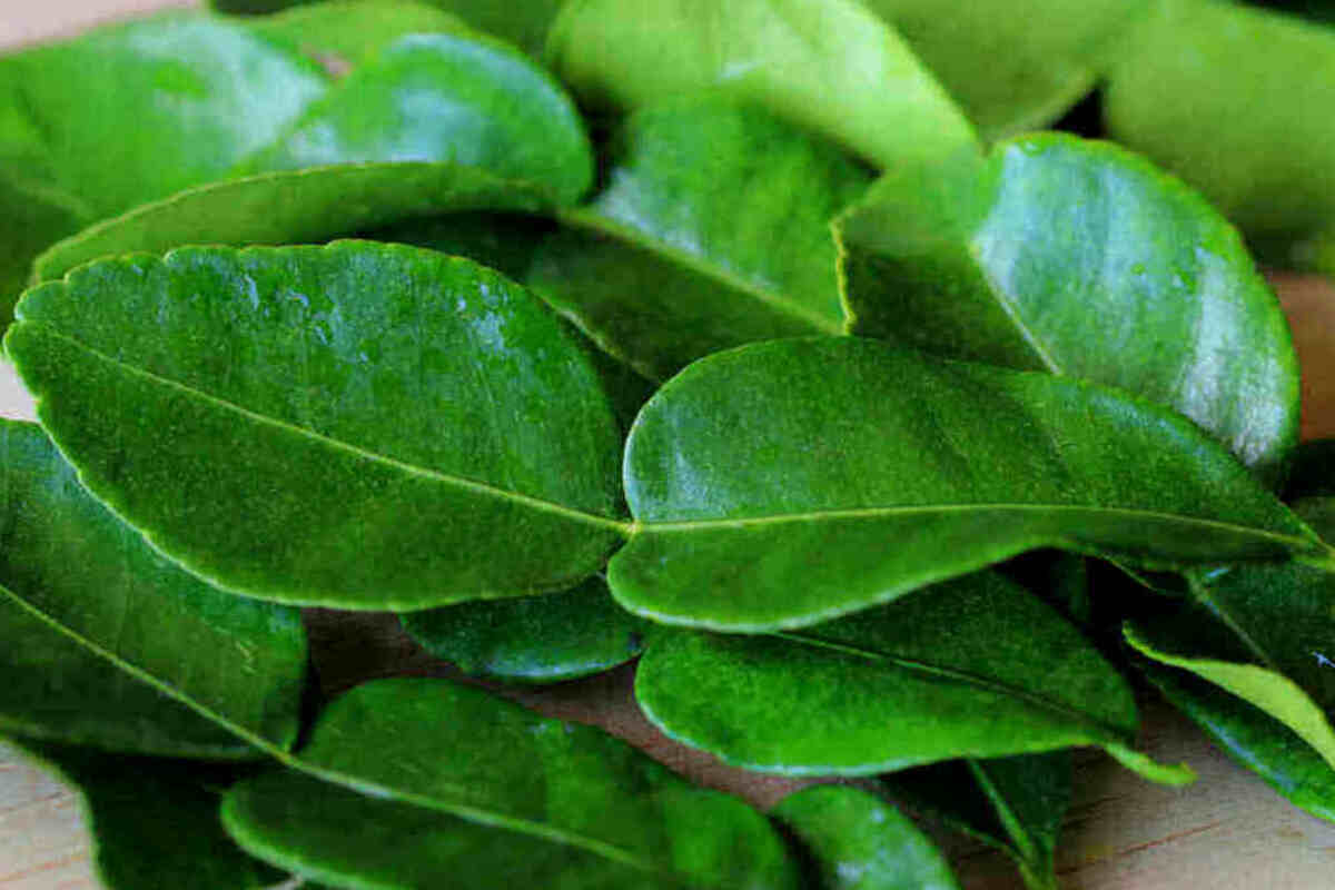 Beberapa manfaat daun jeruk purut yang membuat daun jeruk purut menjadi bahan penting dalam banyak resep makanan.