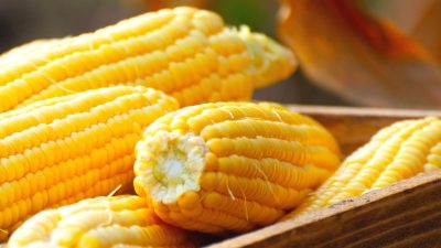 Artikel ini membahas mengenai beberapa manfaat jagung untuk kesehatan sebagai karbohidrat pengganti nasi yang penting untuk dipahami.
