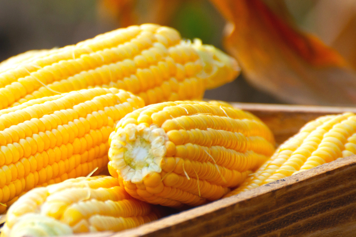 Artikel ini membahas mengenai beberapa manfaat jagung untuk kesehatan sebagai karbohidrat pengganti nasi yang penting untuk dipahami.