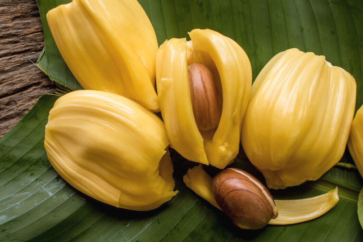 Beberapa manfaat nangka yang ternyata sangat baik untuk kesehatan.