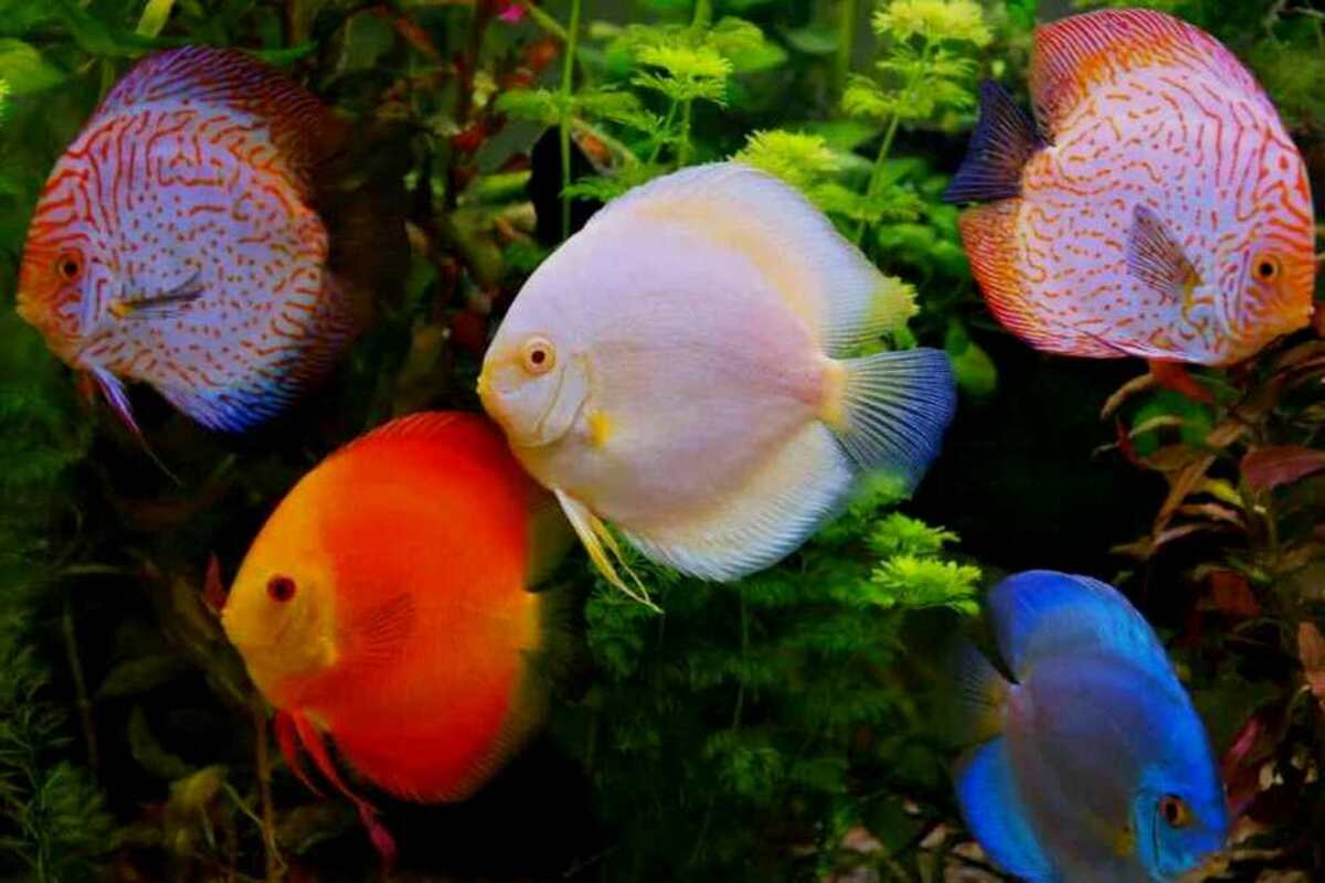 Cara Memelihara Ikan - Menjaga kesehatan ikan