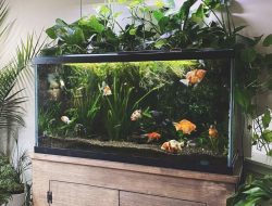 Artikel ini membahas mengenai beberapa cara memelihara ikan yang bisa Anda laukan dirumah dengan baik dan benar.
