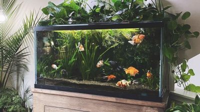 Artikel ini membahas mengenai beberapa cara memelihara ikan yang bisa Anda laukan dirumah dengan baik dan benar.