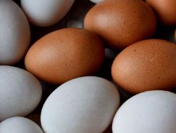 Artikel kali ini membahas tentang beberapa kelebihan telur bebek yang membedakan telur bebek dengan telur ayam.