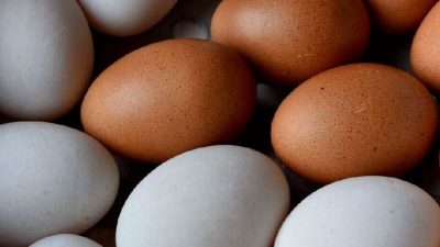 Artikel kali ini membahas tentang beberapa kelebihan telur bebek yang membedakan telur bebek dengan telur ayam.