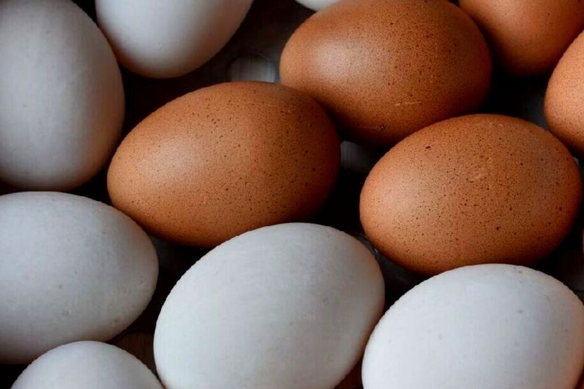 Artikel kali ini membahas tentang beberapa kelebihan telur bebek yang membedakan telur bebek dengan telur ayam.