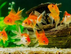 Pembahasan singkat mengenai beberapa panduan memelihara ikan yang mudah lakukan terutama untuk para pemula.