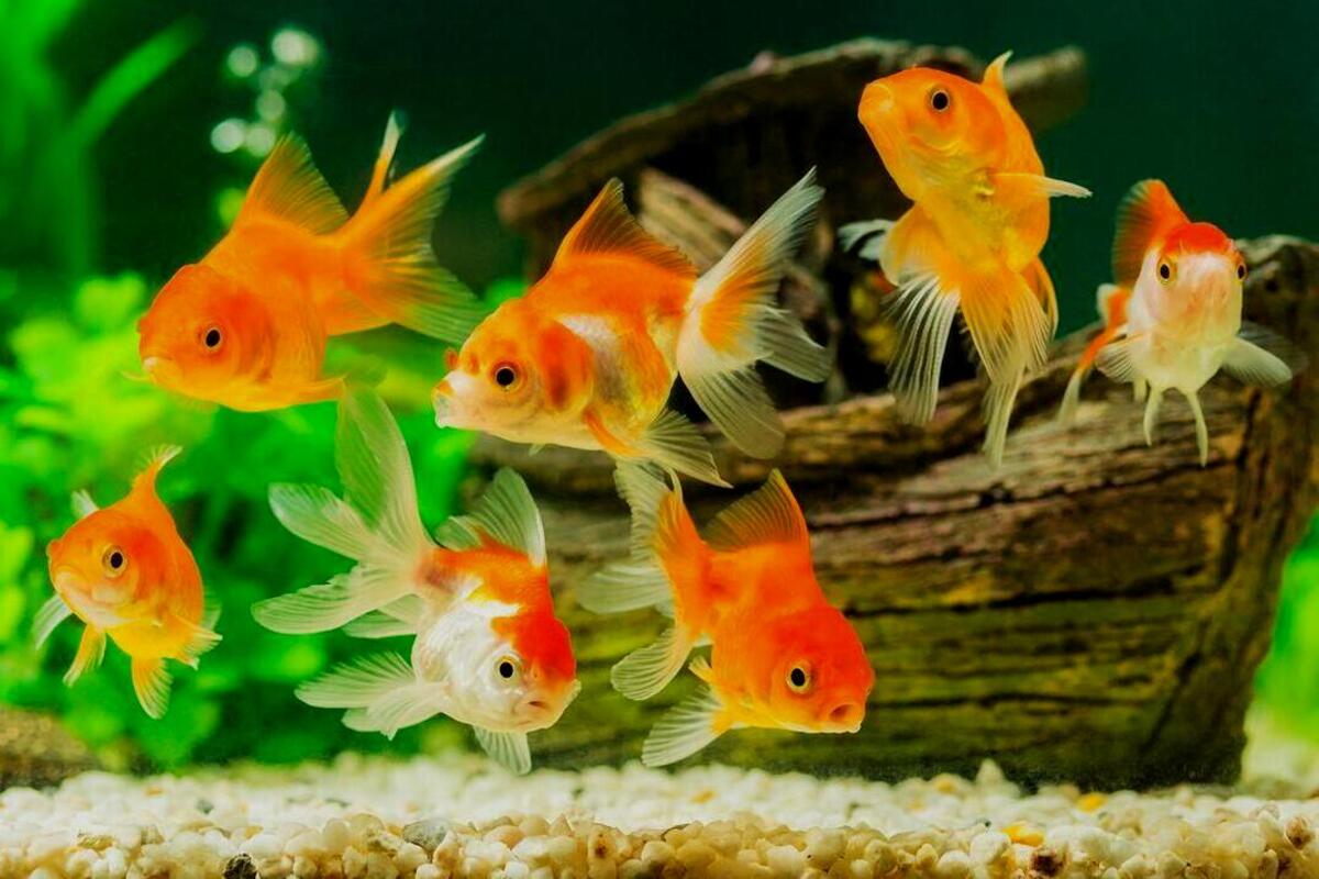 Pembahasan singkat mengenai beberapa panduan memelihara ikan yang mudah lakukan terutama untuk para pemula.