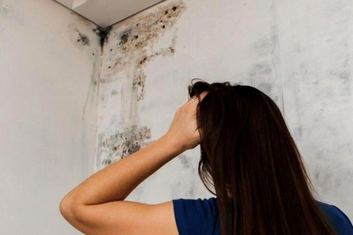 Artikel kali ini membahas mengenai beberapa penyebab jamur hitam di dinding lengkap dengan bahaya yang mengintai.