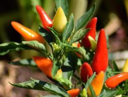 Artikel kali ini membahas tentang beberapa tips merawat pohon cabai dengan mudah untuk para pemula agar tidak salah langkah.