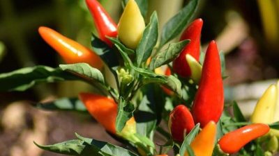 Artikel kali ini membahas tentang beberapa tips merawat pohon cabai dengan mudah untuk para pemula agar tidak salah langkah.