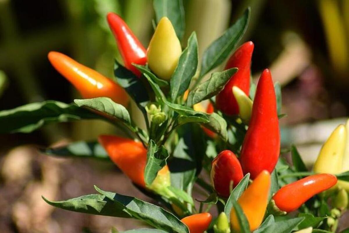 Artikel kali ini membahas tentang beberapa tips merawat pohon cabai dengan mudah untuk para pemula agar tidak salah langkah.