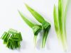 Artikel kali ini membahas mengenai beberapa manfaat daun pandan yang ternyata baik untuk kesehatan tubuh kita.