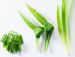 Artikel kali ini membahas mengenai beberapa manfaat daun pandan yang ternyata baik untuk kesehatan tubuh kita.