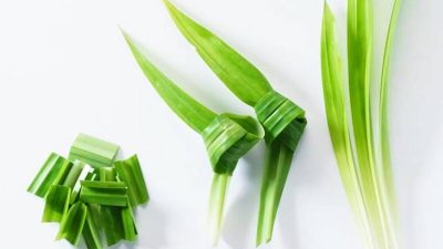 Artikel kali ini membahas mengenai beberapa manfaat daun pandan yang ternyata baik untuk kesehatan tubuh kita.