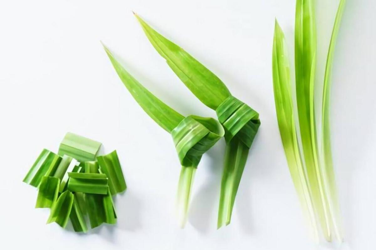 Artikel kali ini membahas mengenai beberapa manfaat daun pandan yang ternyata baik untuk kesehatan tubuh kita.