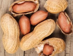 Artikel kali ini membahas mengenai beberapa manfaat kacang tanah yang baik untuk kesehatan tubuh manusia yang perlu kita pahami.