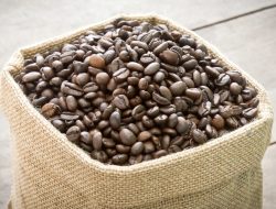 Artikel kali ini akan mengajak Anda untuk memahami perbedaan biji kopi yang harus diketahui terutama oleh pecinta kopi.